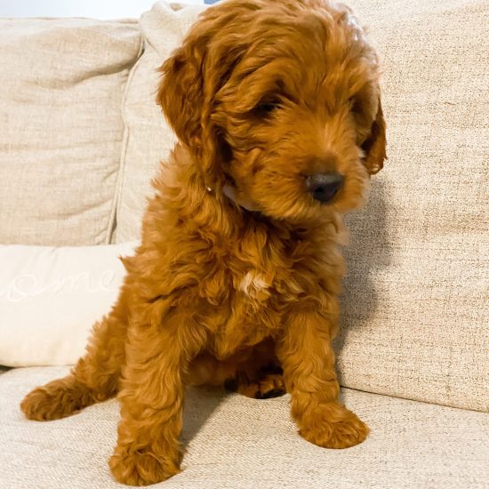 Goldendoodle Honey (2)