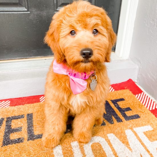 Goldendoodle Honey (3)