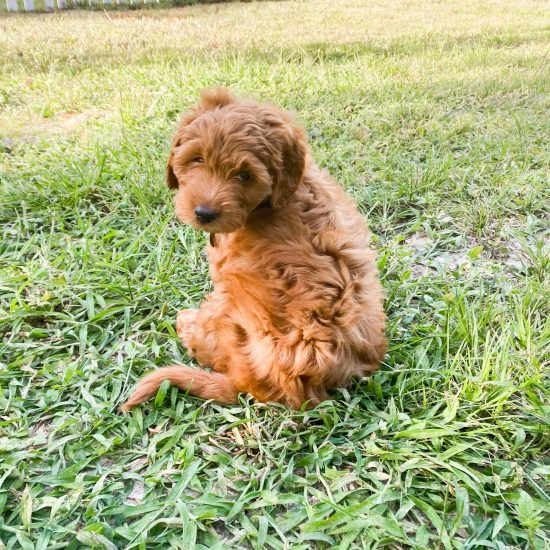 Goldendoodle Honey (4)