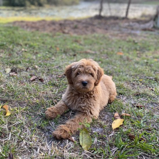 Goldendoodle Roxy (2)