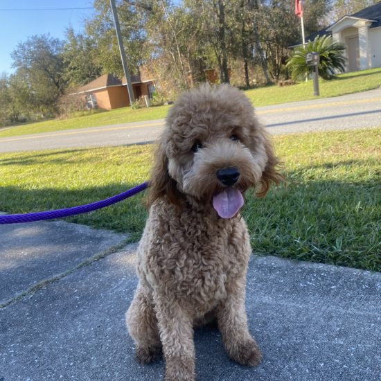 Goldendoodle Roxy (3)