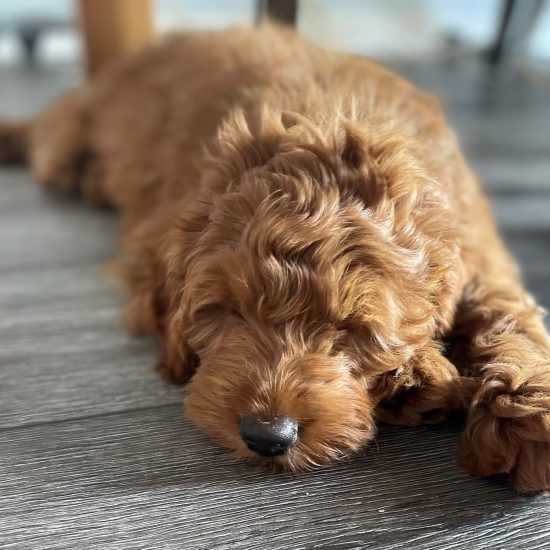 Goldendoodle Roxy (5b)