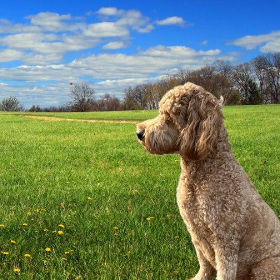 Roxy Goldendoodle 1