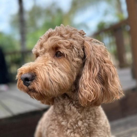 Roxy Goldendoodle 2